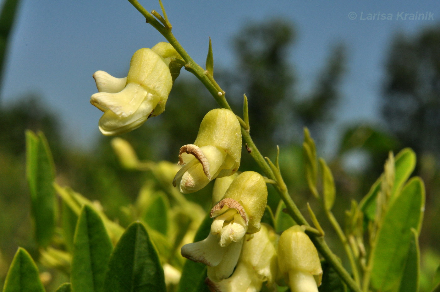 Изображение особи Sophora flavescens.