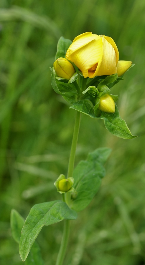 Image of Hypericum ascyron specimen.