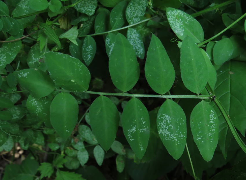 Image of Vicia dumetorum specimen.