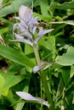 Hosta plantaginea