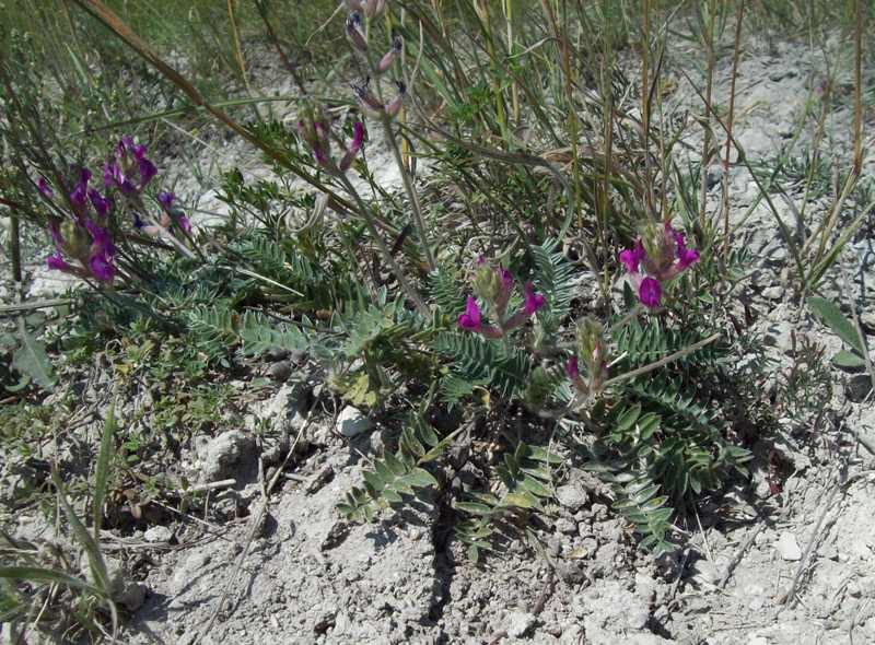 Изображение особи Oxytropis uralensis.