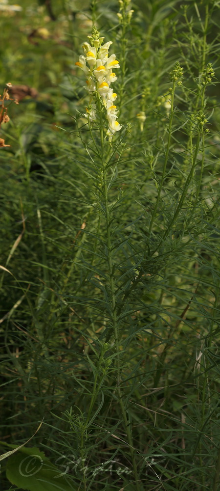 Изображение особи Linaria vulgaris.