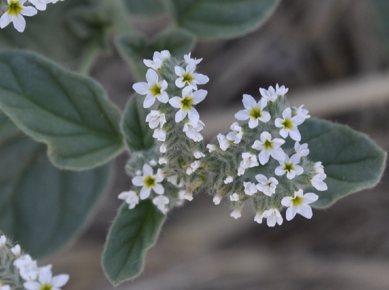 Изображение особи Heliotropium suaveolens.