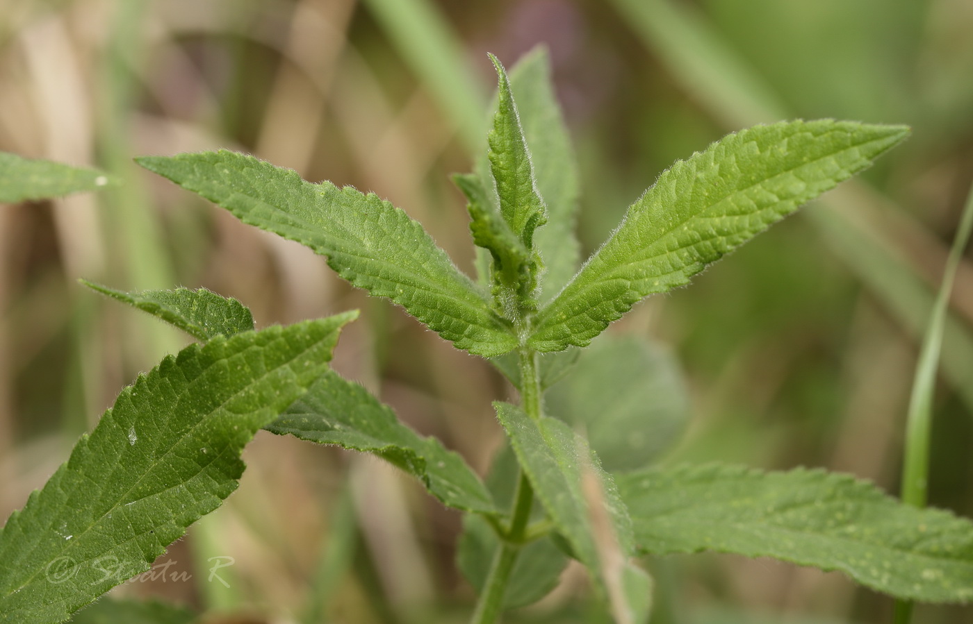 Изображение особи Stachys palustris.