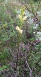 Pedicularis sceptrum-carolinum