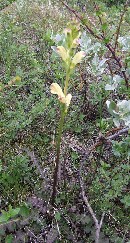 Изображение особи Pedicularis sceptrum-carolinum.