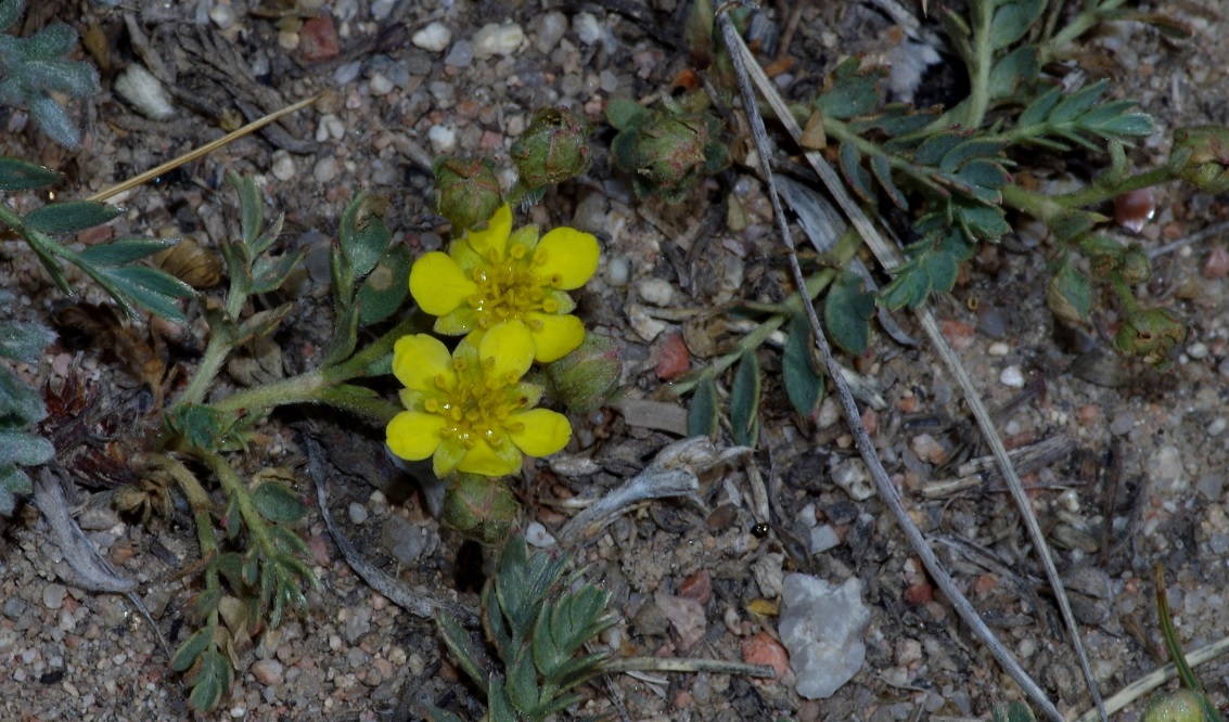 Image of Potentilla orientalis specimen.