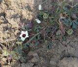 Hibiscus trionum