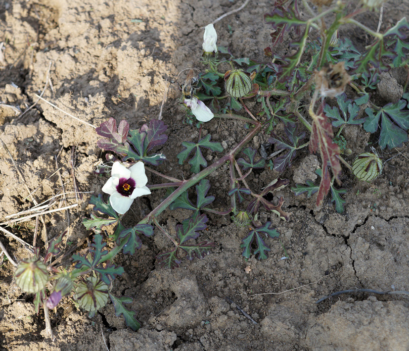 Изображение особи Hibiscus trionum.