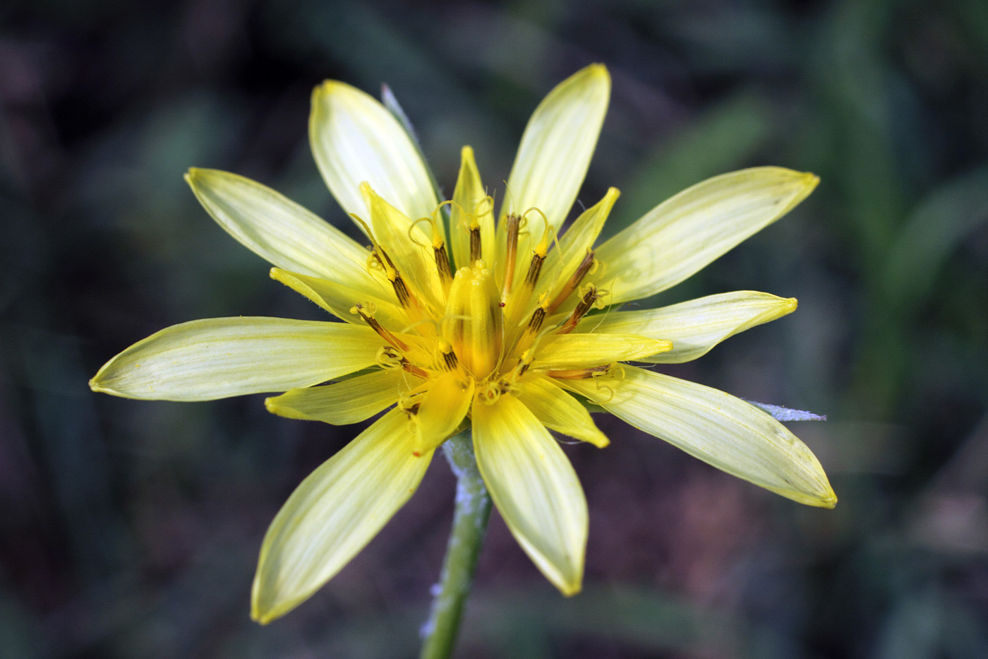 Image of Tragopogon graminifolius specimen.