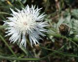 Psephellus declinatus var. albus