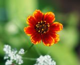 Coreopsis tinctoria. Соцветие. Московская обл., Раменский р-н, окр. дер. Хрипань, садовый участок. 05.08.2014.