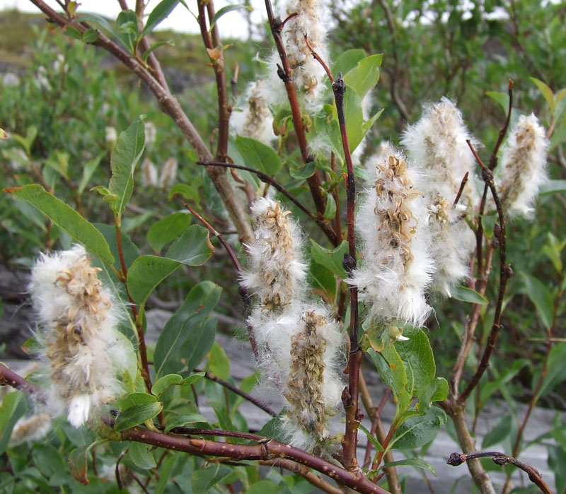 Изображение особи Salix myrsinifolia.