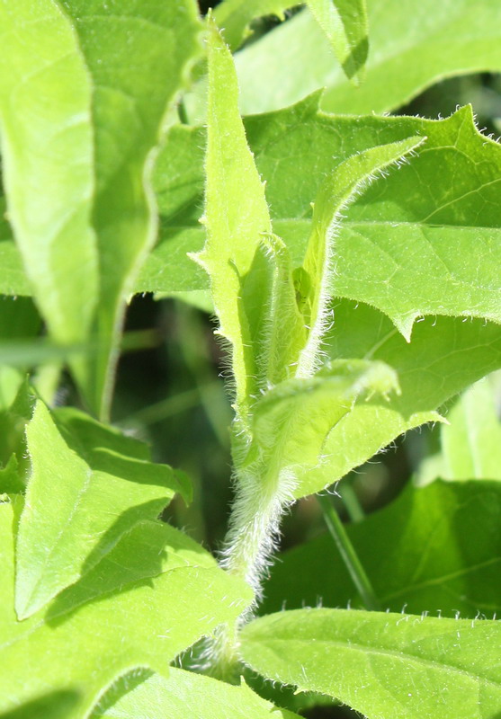 Изображение особи Hieracium pervagum.