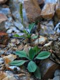 Plantago camtschatica