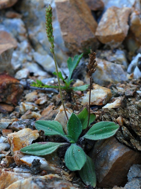 Изображение особи Plantago camtschatica.