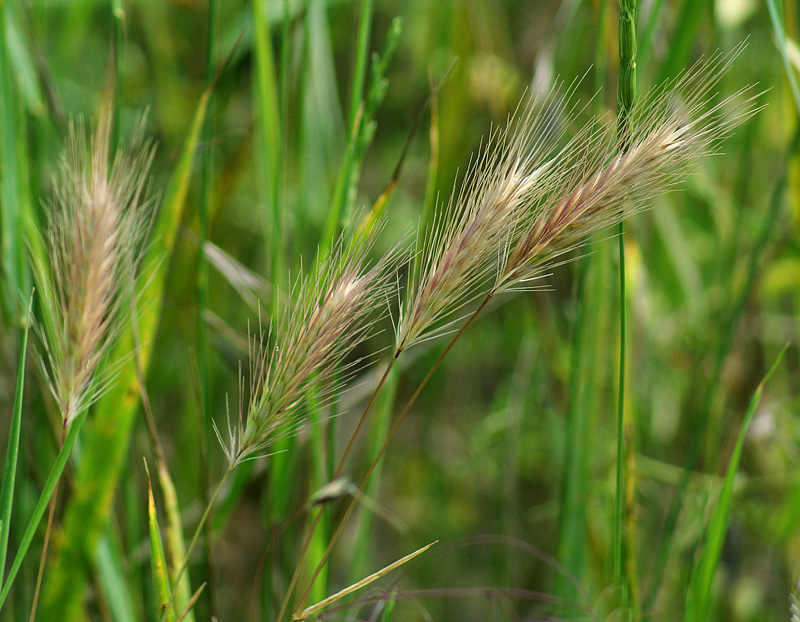 Image of Hordeum glaucum specimen.