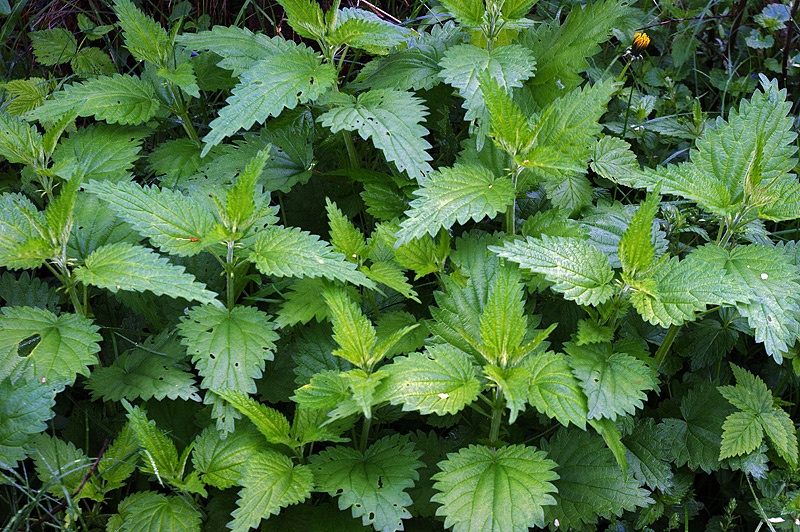 Image of Urtica dioica specimen.