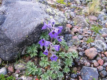 Image of Delphinium caucasicum specimen.