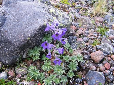 Изображение особи Delphinium caucasicum.