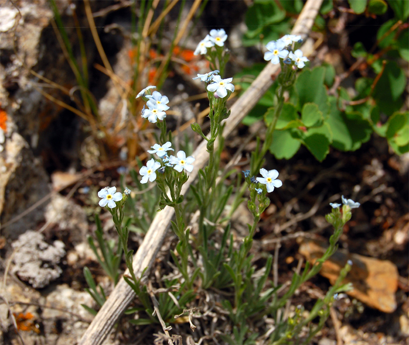 Изображение особи Eritrichium pectinatum.