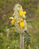 Phlomoides speciosa. Верхушка растения с зацветающим соцветием. Кыргызстан, Чуйская обл., окр. с. Кой-Таш, Аламединское ущелье. 05.05.2015.