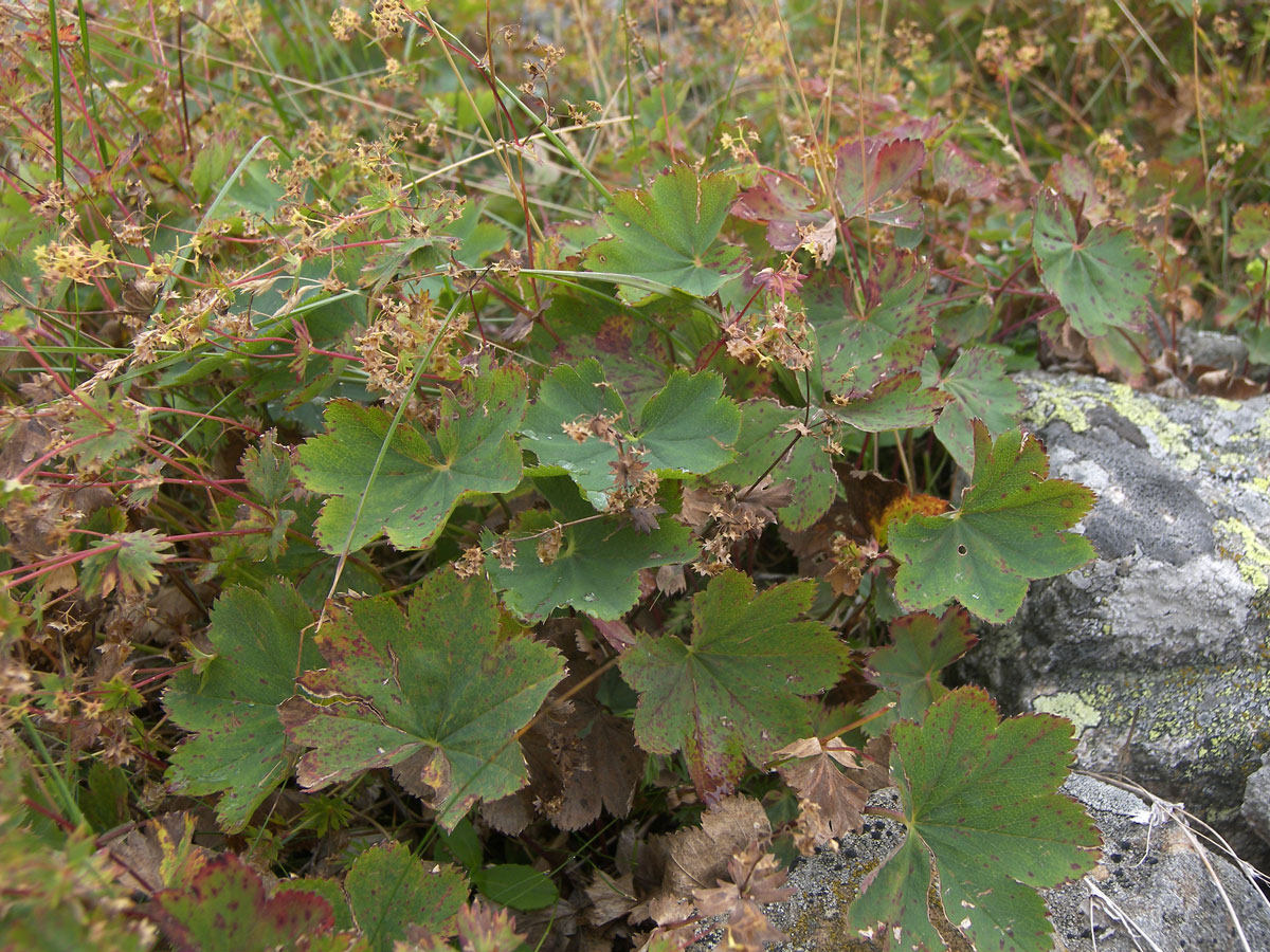 Image of Alchemilla stellulata specimen.