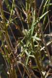 Cephalaria leucantha