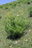 Prangos pabularia. Расцветающее растение. Южный Казахстан, горы Алатау (Даубаба), Западное ущелье. 15.05.2014.