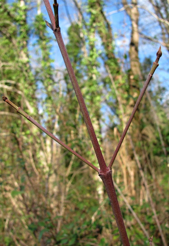 Image of Swida australis specimen.