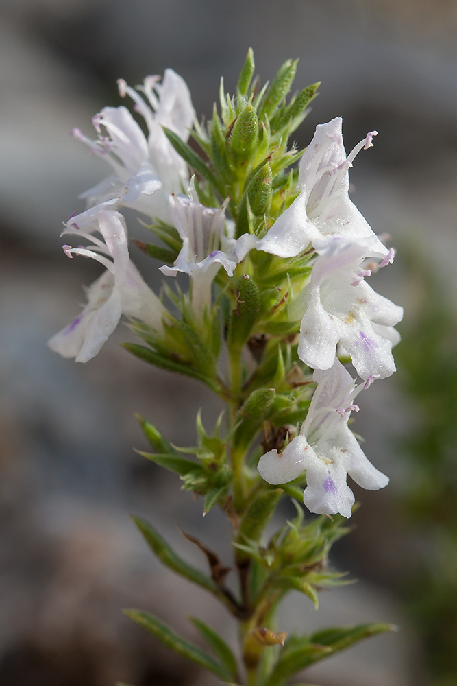 Image of Satureja montana specimen.