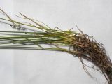 Hyalopoa pontica