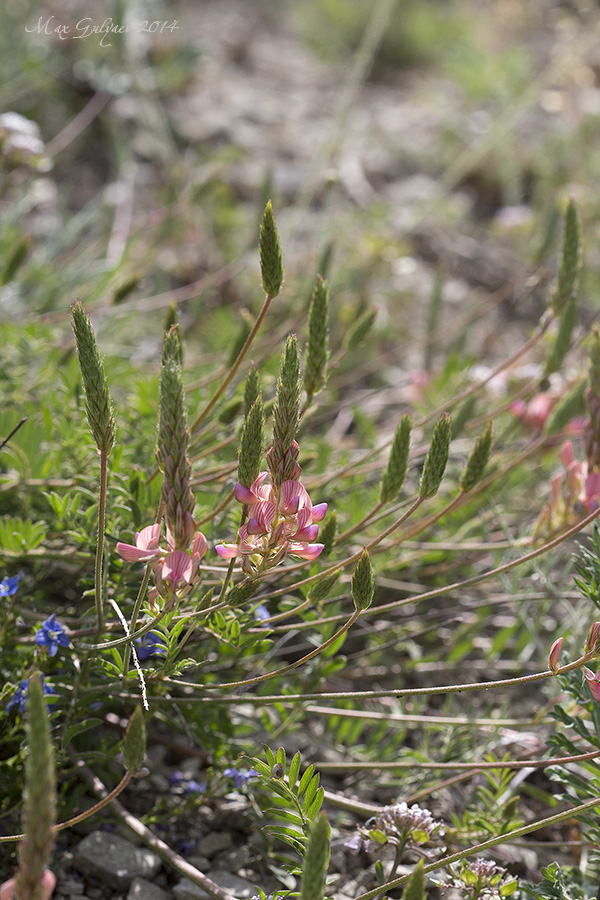 Image of Onobrychis miniata specimen.