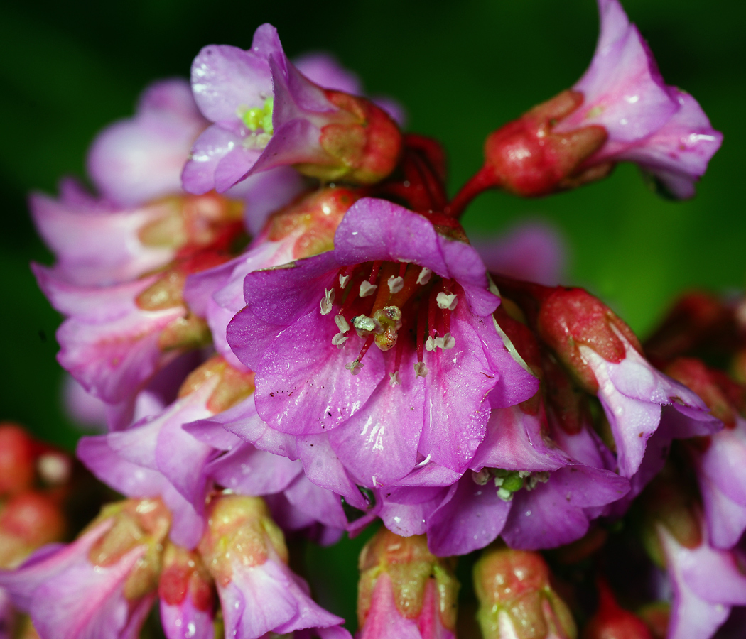 Изображение особи Bergenia crassifolia.