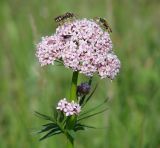 Valeriana alternifolia. Соцветие. Иркутская обл., Иркутский р-н, окр. пос. Боково. 05.06.2014.