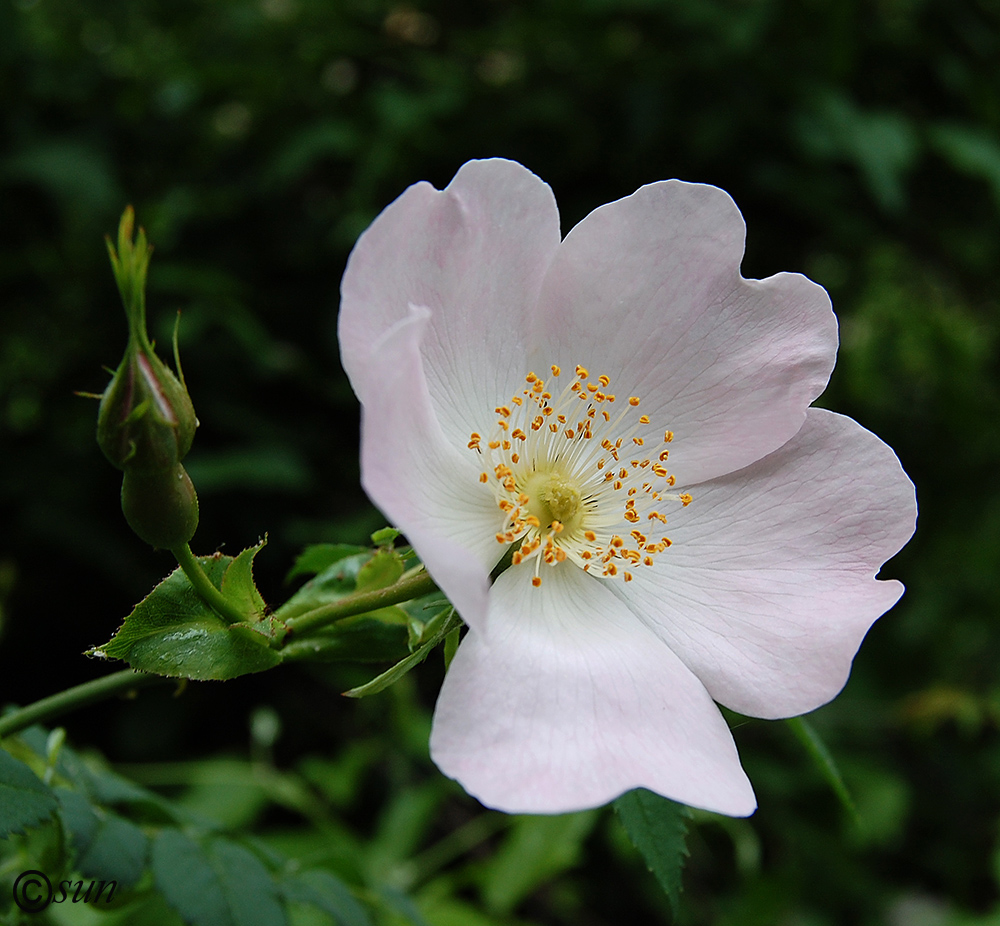 Image of genus Rosa specimen.