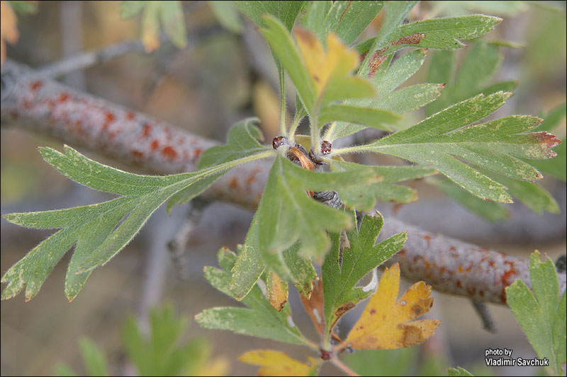 Image of Crataegus pojarkovae specimen.