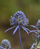 Eryngium planum. Соцветие. Респ. Чувашия, Мариинско-Посадский р-н, окр. дер. Шульгино, сухой остепнённый луг. 11.07.2015.