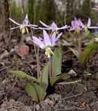 Erythronium sibiricum. Цветущие растения. Москва, Ботанический сад МГУ. 27.04.2015.