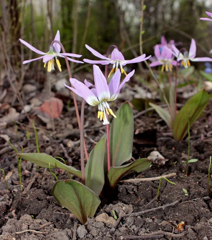 Изображение особи Erythronium sibiricum.