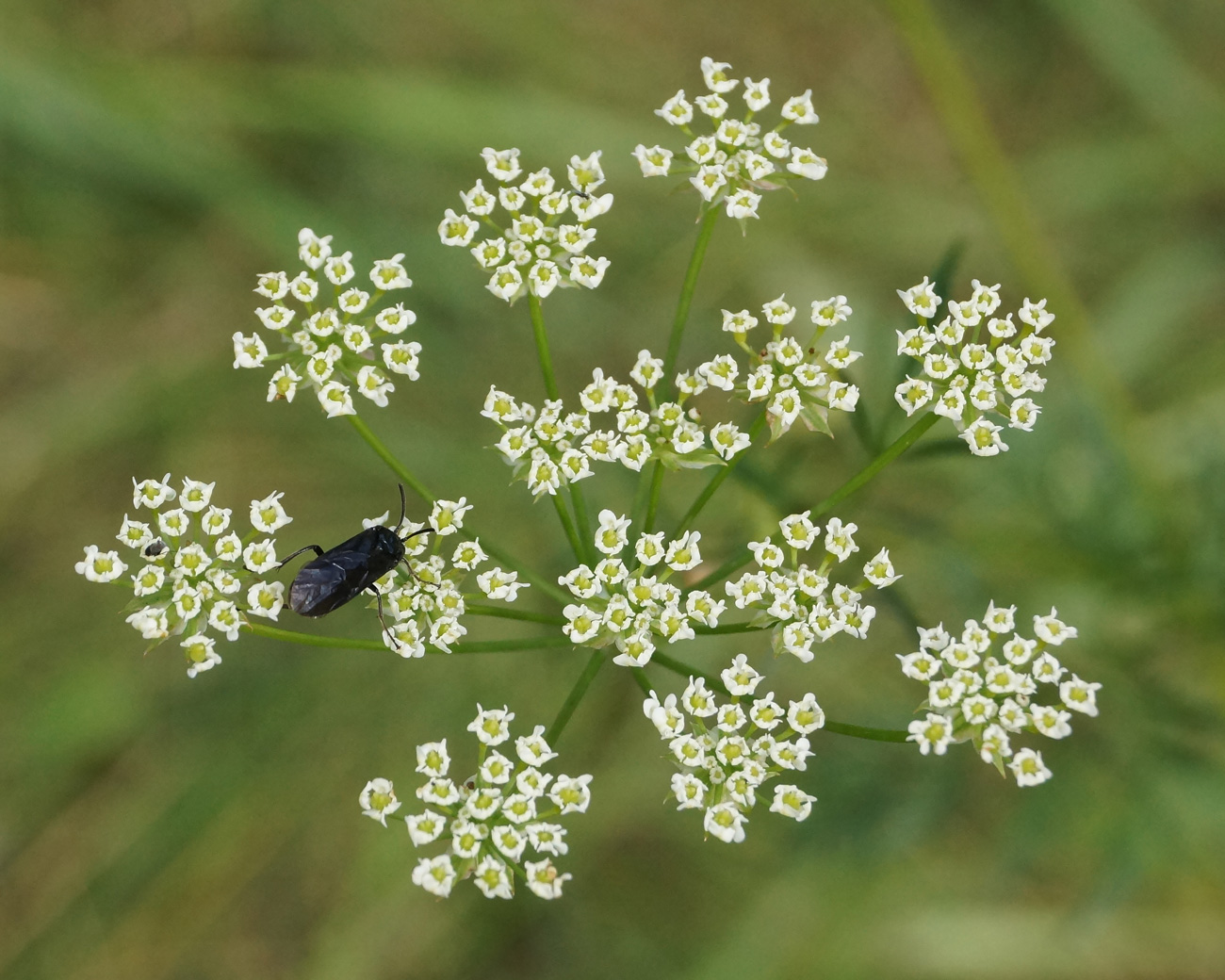 Изображение особи Chaerophyllum prescottii.