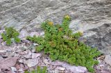 Rhodiola gelida