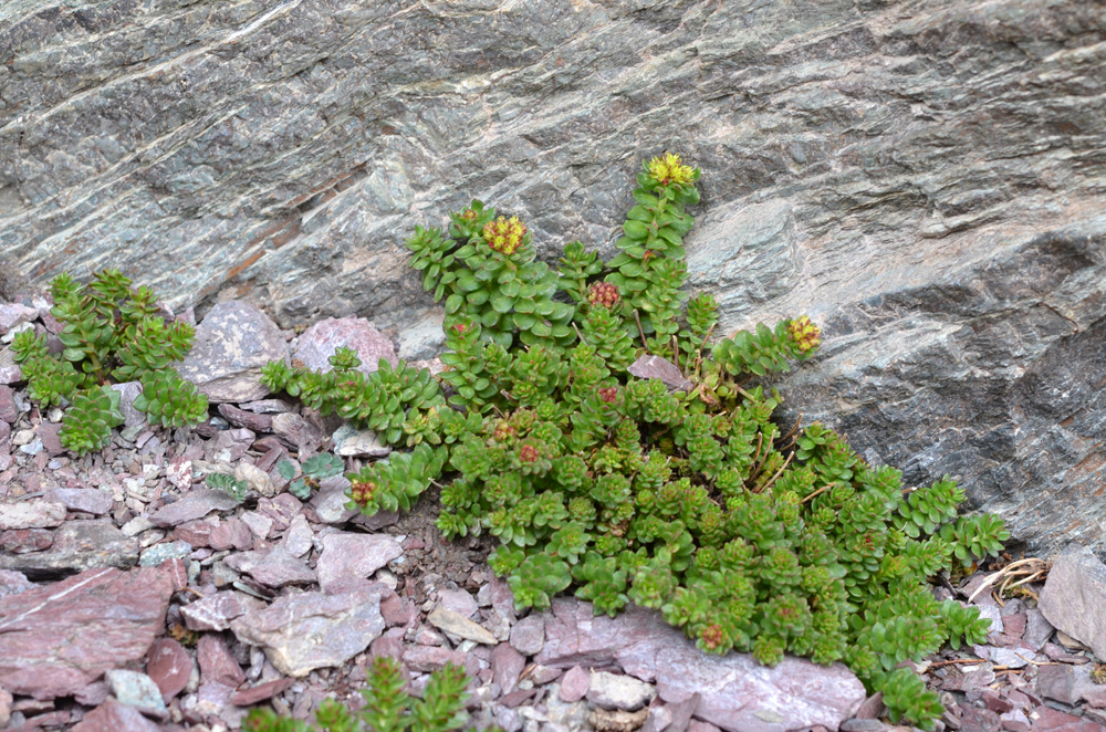 Изображение особи Rhodiola gelida.