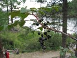 Ribes altissimum