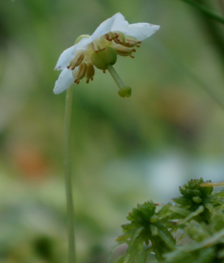 Image of Moneses uniflora specimen.
