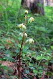 Pyrola chlorantha