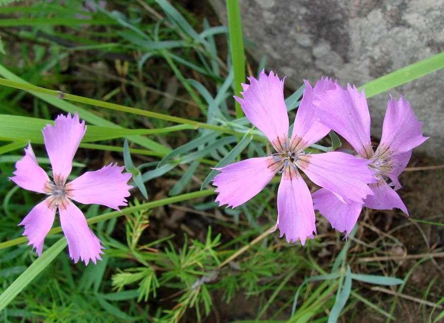 Изображение особи Dianthus repens.