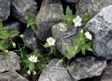 Cerastium lithospermifolium