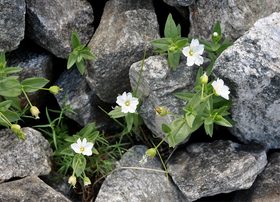 Изображение особи Cerastium lithospermifolium.