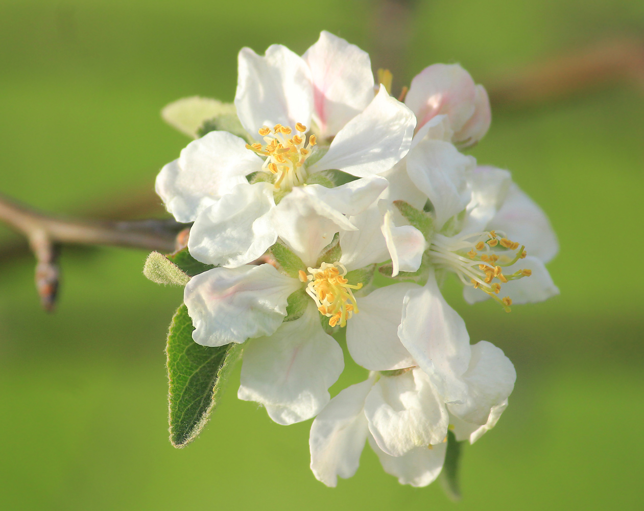 Изображение особи Malus domestica.